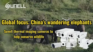 Тепловизионные камеры Sunell помогут спасти дикую природу